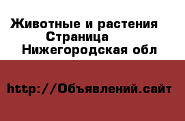  Животные и растения - Страница 61 . Нижегородская обл.